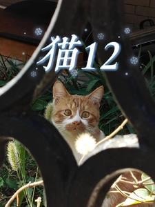 猫12岁相当于人类几岁了