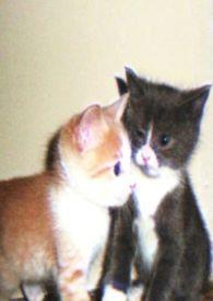 娇小姐兔酱笔趣阁