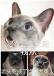死而复生之后我从老头变成了绝世大美人剧透