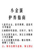 小金蛋护养指南免费阅读