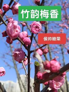 竹影梅香是什么意思